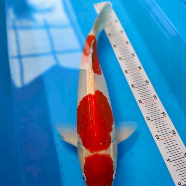 Kohaku jumbo strong