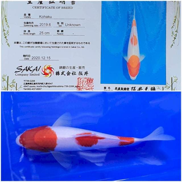 Kohaku Sakai 3step