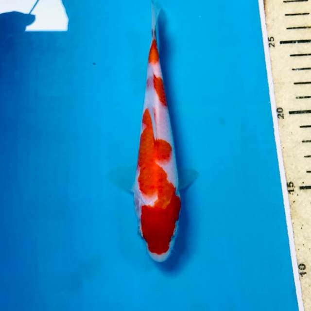 Kohaku, 17 cm
