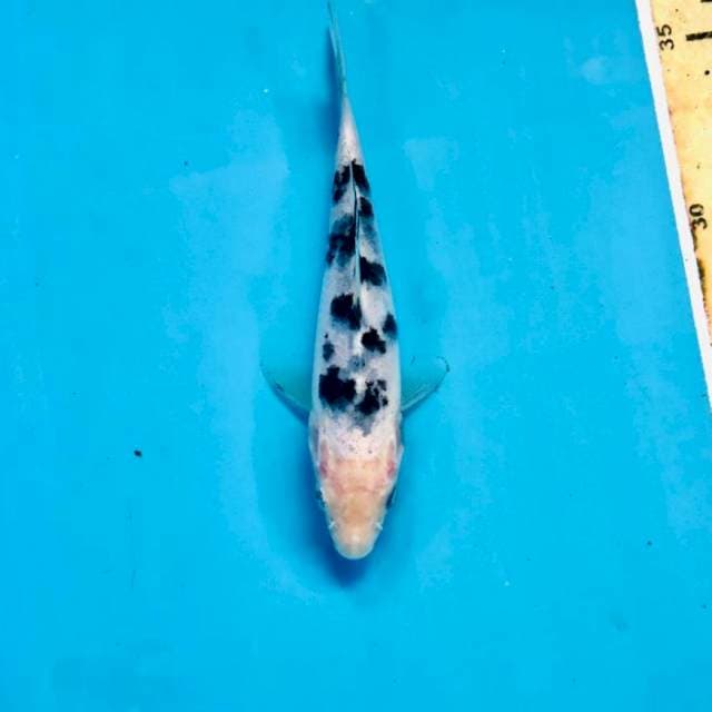 Bekko, 14 cm