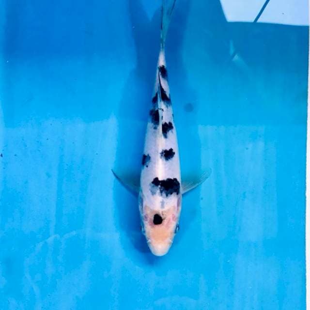 Bekko, 16 cm