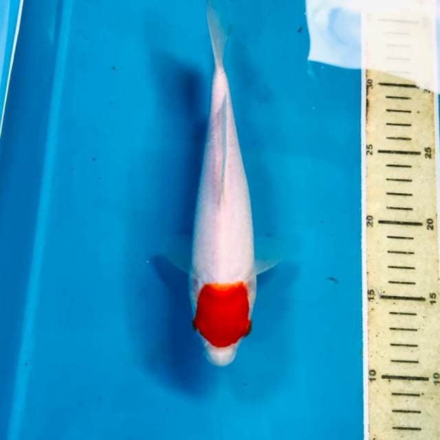 Tancho Kohaku, 24 cm