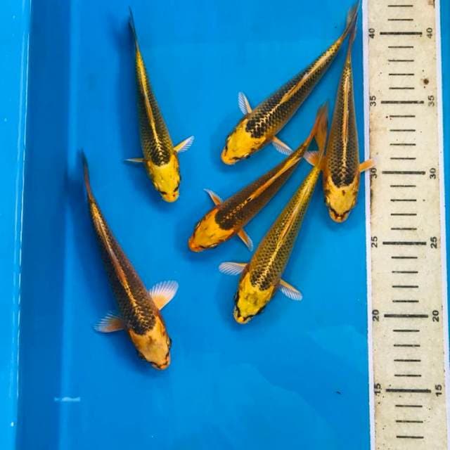 Paket Aka Matsuba, 14-16 cm