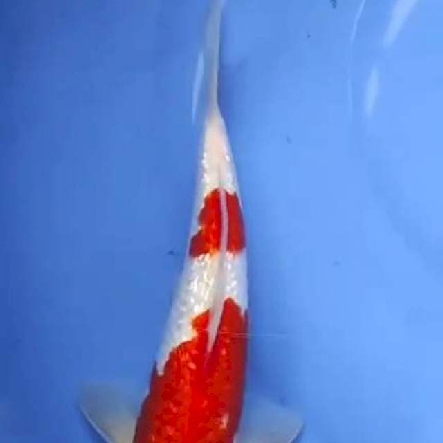 Kohaku ginrin original
