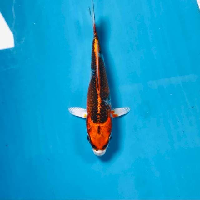 Kujaku, 13 cm