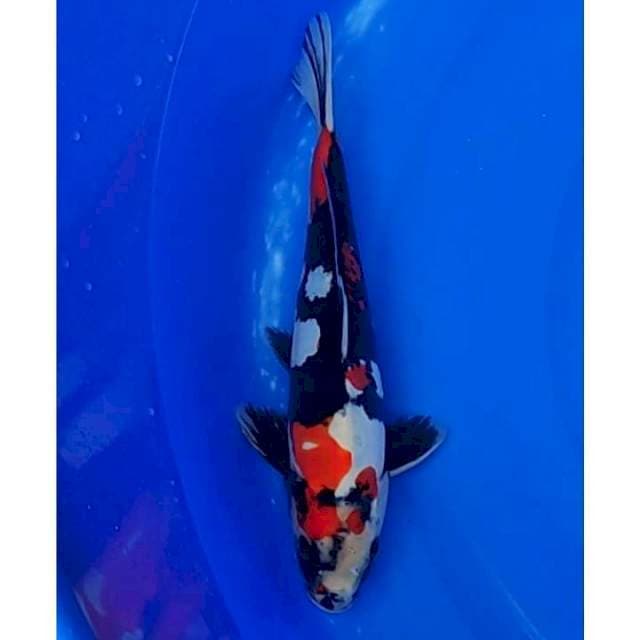 Showa Doitsu Murni 31cm (M)
