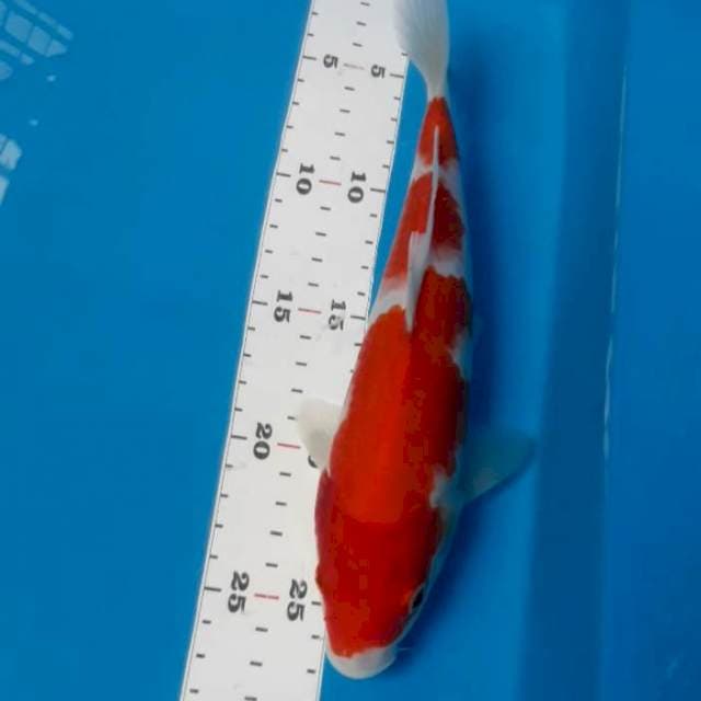 Kohaku 25 cm