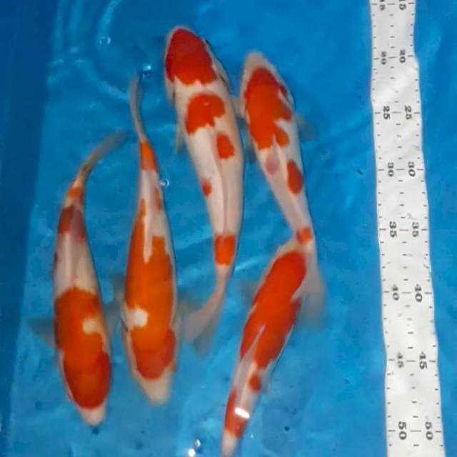 Paket kohaku 5 ekor 24-27