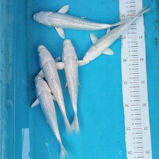 Platinum ginrin 20-23cm