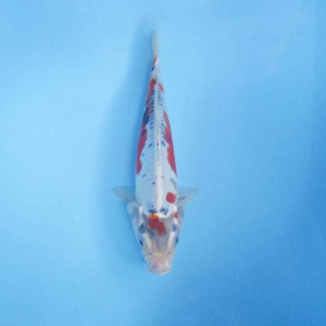 Kikokuryu 28 cm