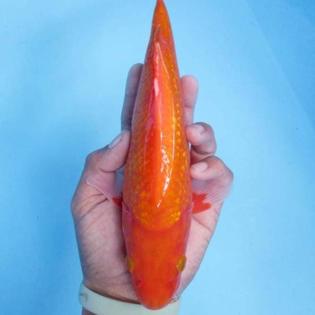 Aka hajiro ginrin 25 cm