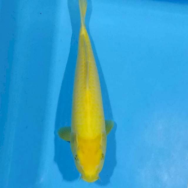 Karashi 27cm