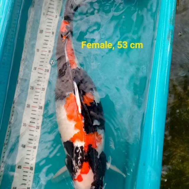 Showa Jumbo, 54 cm