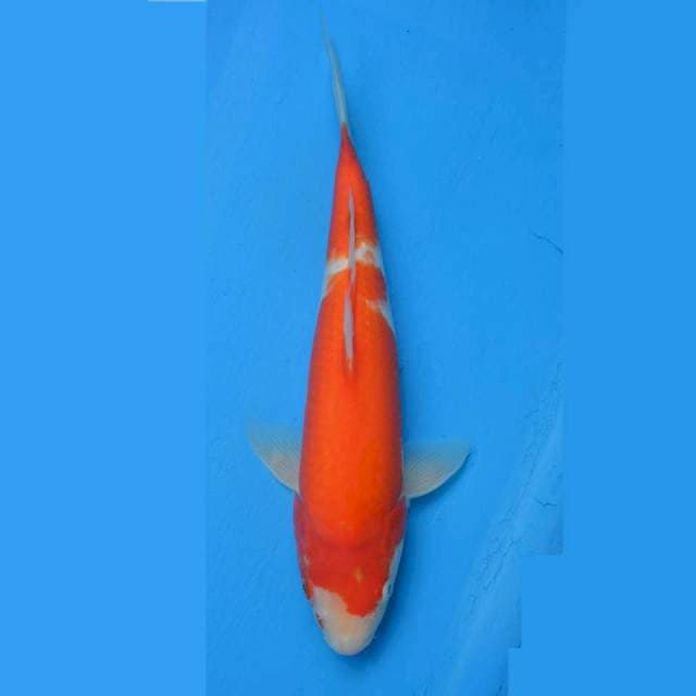 Omoyo Kohaku