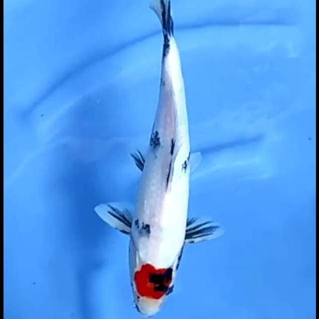 TANCHO SHOWA # 29CM