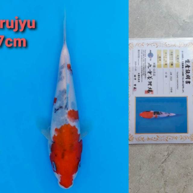 Marujyu sanke 17cm certi