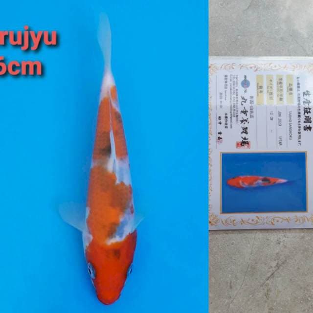 Marujyu sanke 16cm certi