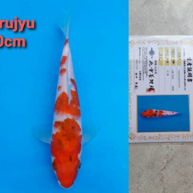 Marujyu sanke 20cm certi