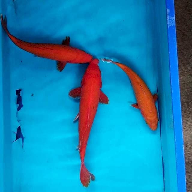 Bebekgoi tembus 25-33cm