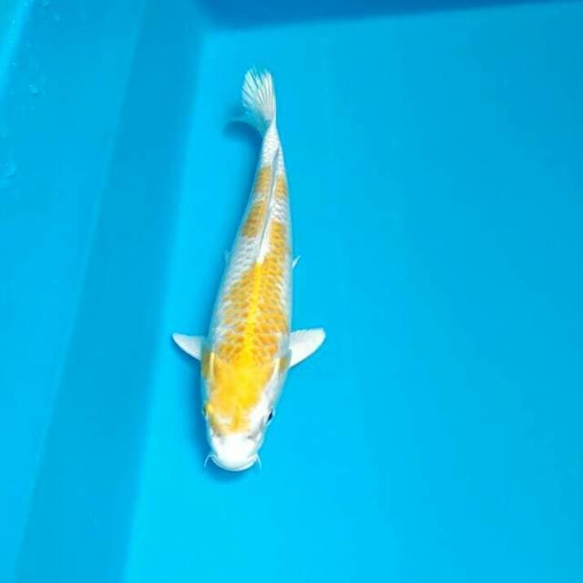 Hariwake 22cm