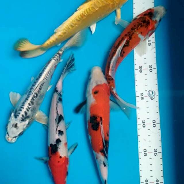 Mix koi 24-26cm(5ekor)
