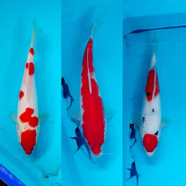 Mix 25-30cm