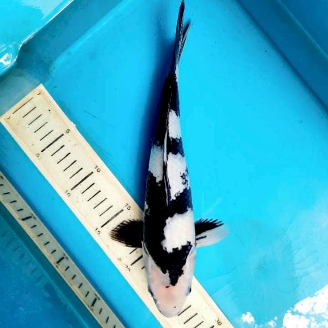 Shiro 28cm