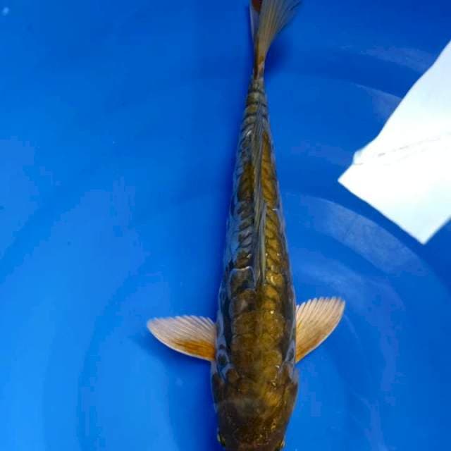 Kiko Antik 36Cm
