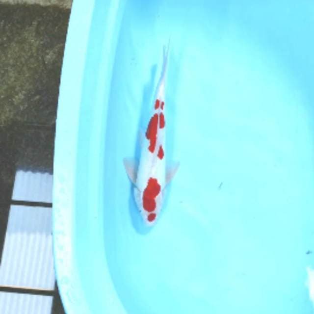 Doitsu Male 38cm