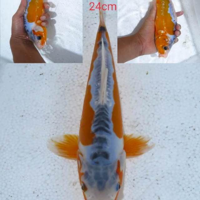 Hana 24cm