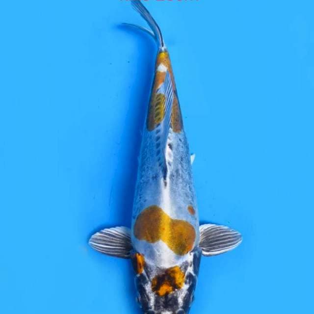 Kikokuryu 25cm