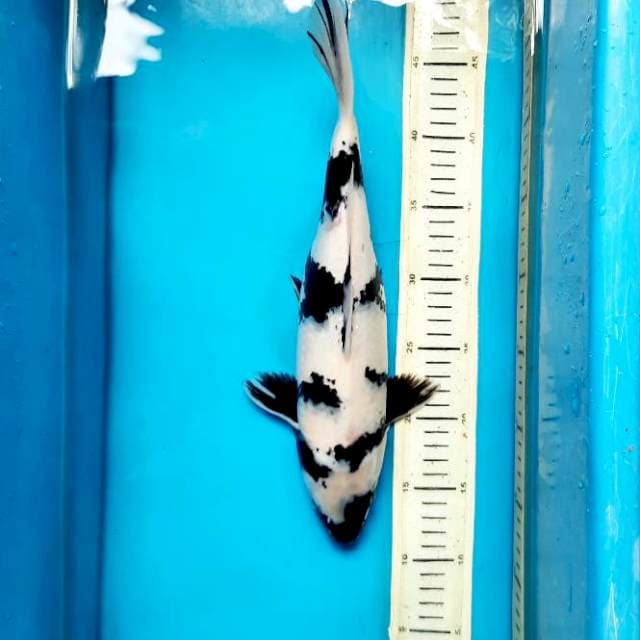 Shiro 35cm