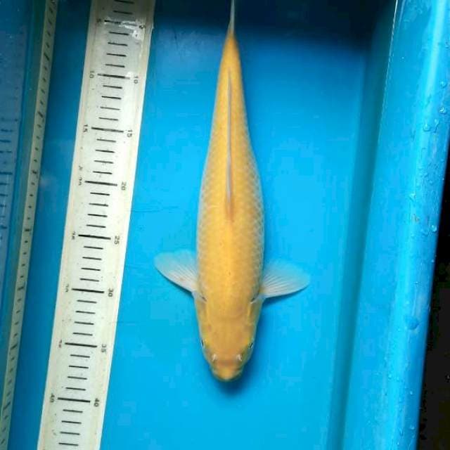 Karashi 36cm