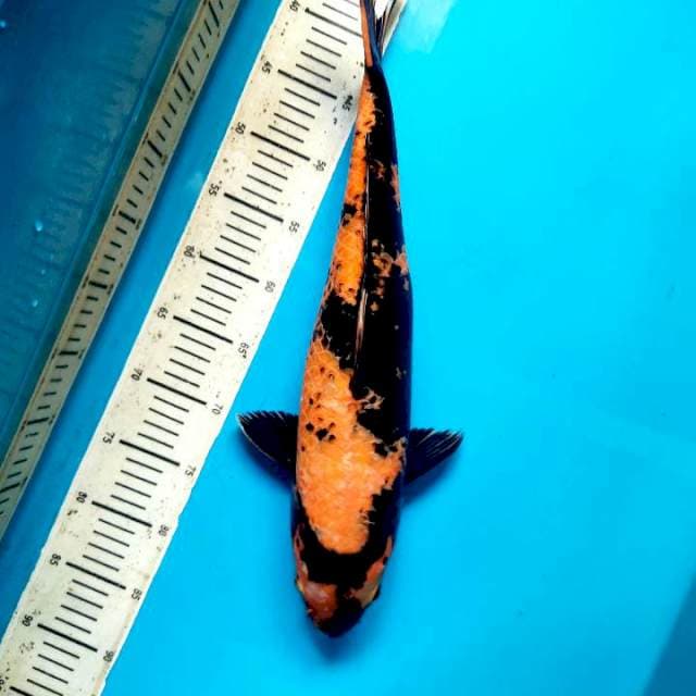 Utsuri 48cm female