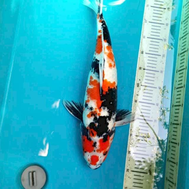 Showa 53cm female