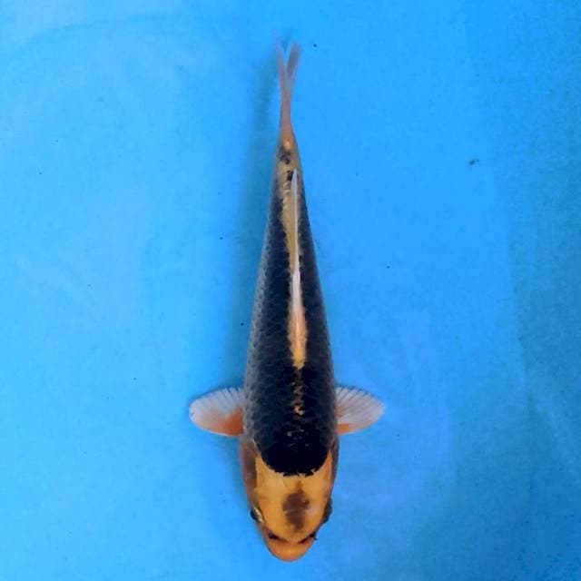 Kawarimono 17cm