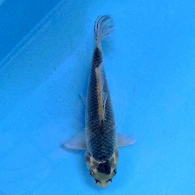 Aka Matsuba 17cm