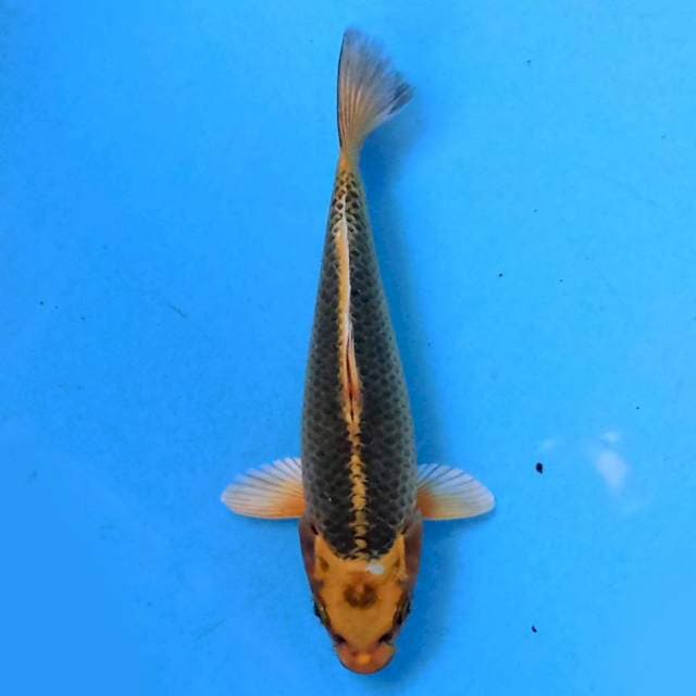Kawarimono 17cm