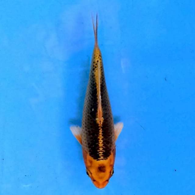 Kawarimono 15cm