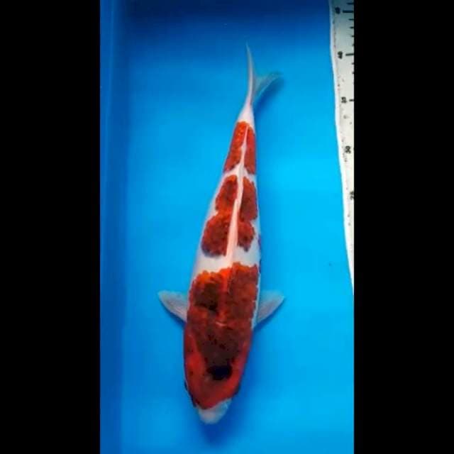 GOROMO PUNUK 35 Cm
