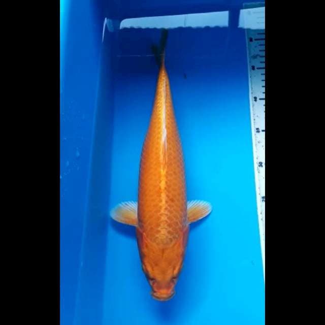 YAMABUKI JUMBO 38 Cm