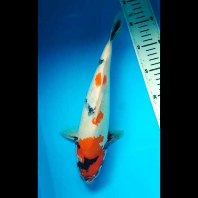 SHOWA 30 Cm, JANTAN