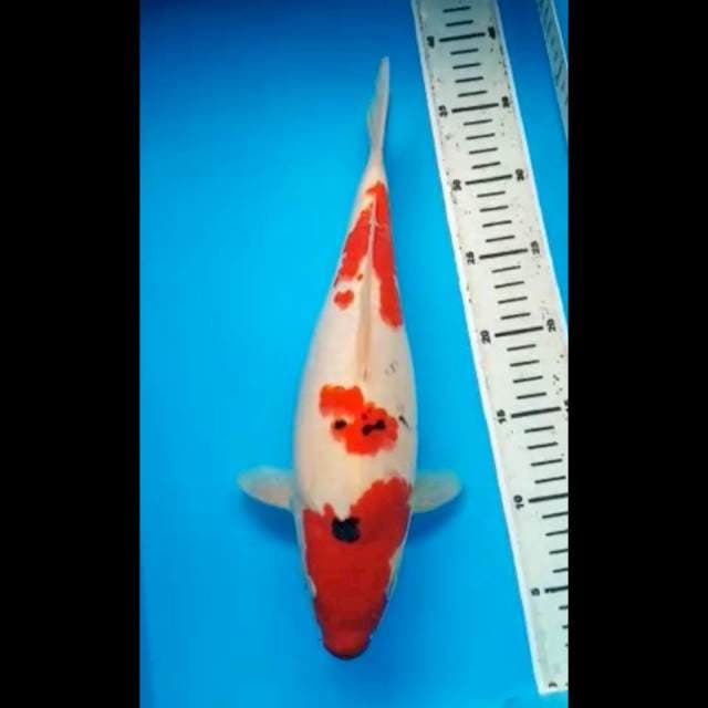 SANKE PUNUK 34 Cm