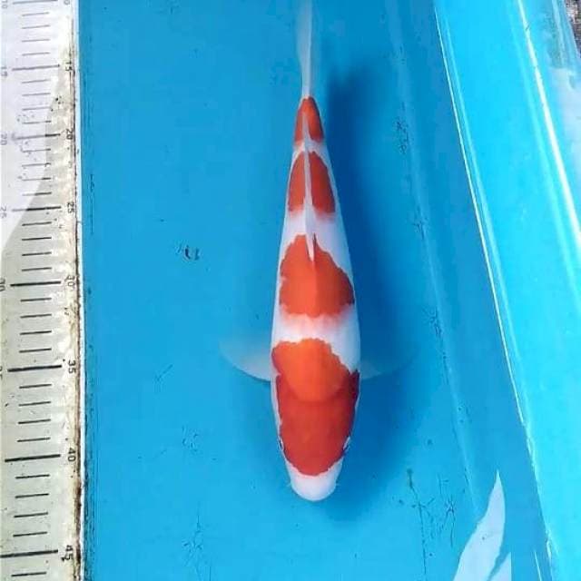 Kohaku 30cm
