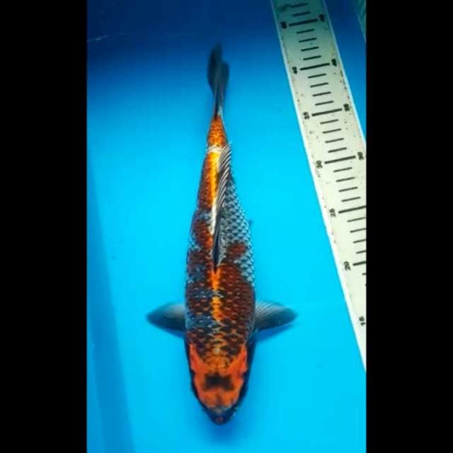 OCHIBA PUNUK 33 Cm