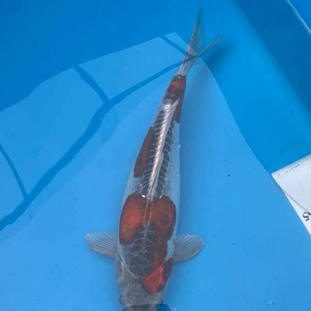 Kiko 32cm Locan