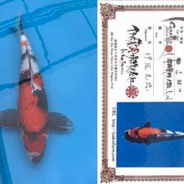 Showa Import 41cm Isa Strong