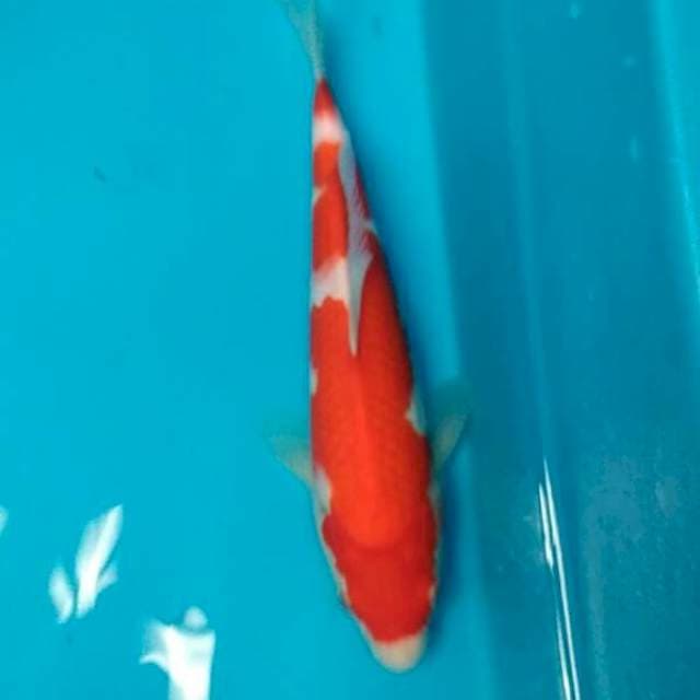 Kohaku 25cm