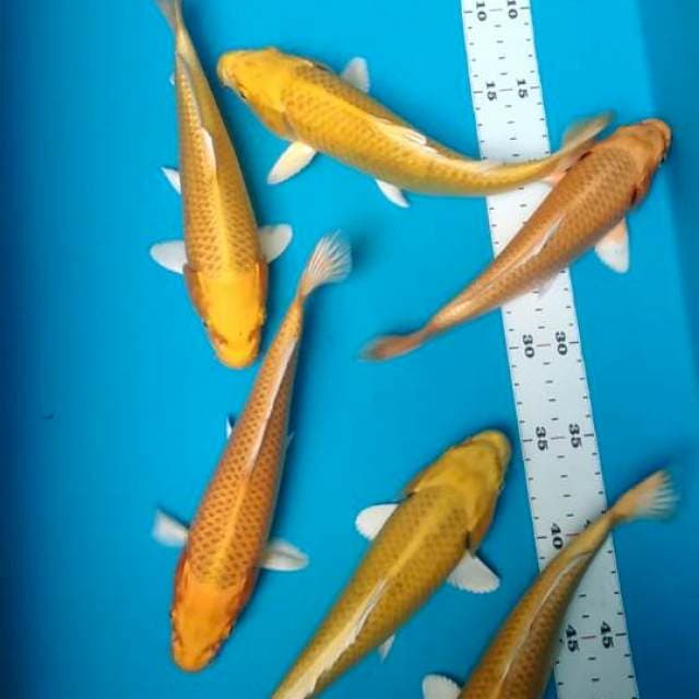 Ogon 21-22cm(7ekor)