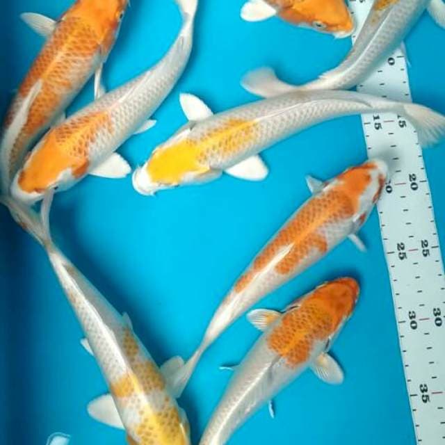 Hariwake 21-23cm(8ekor)